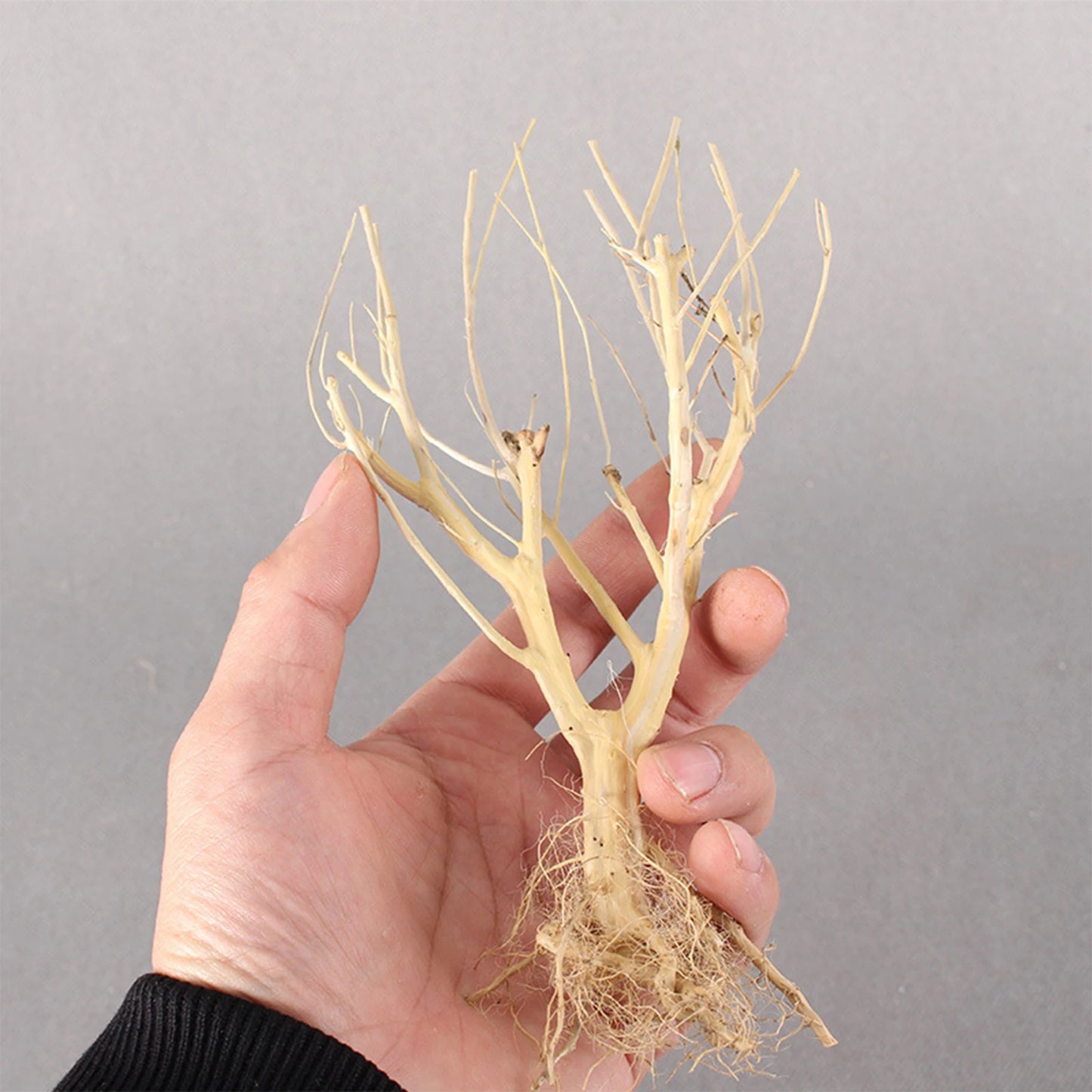 Natural Driftwood Branch — Terrarium Decor & Glass Terrarium Accessory