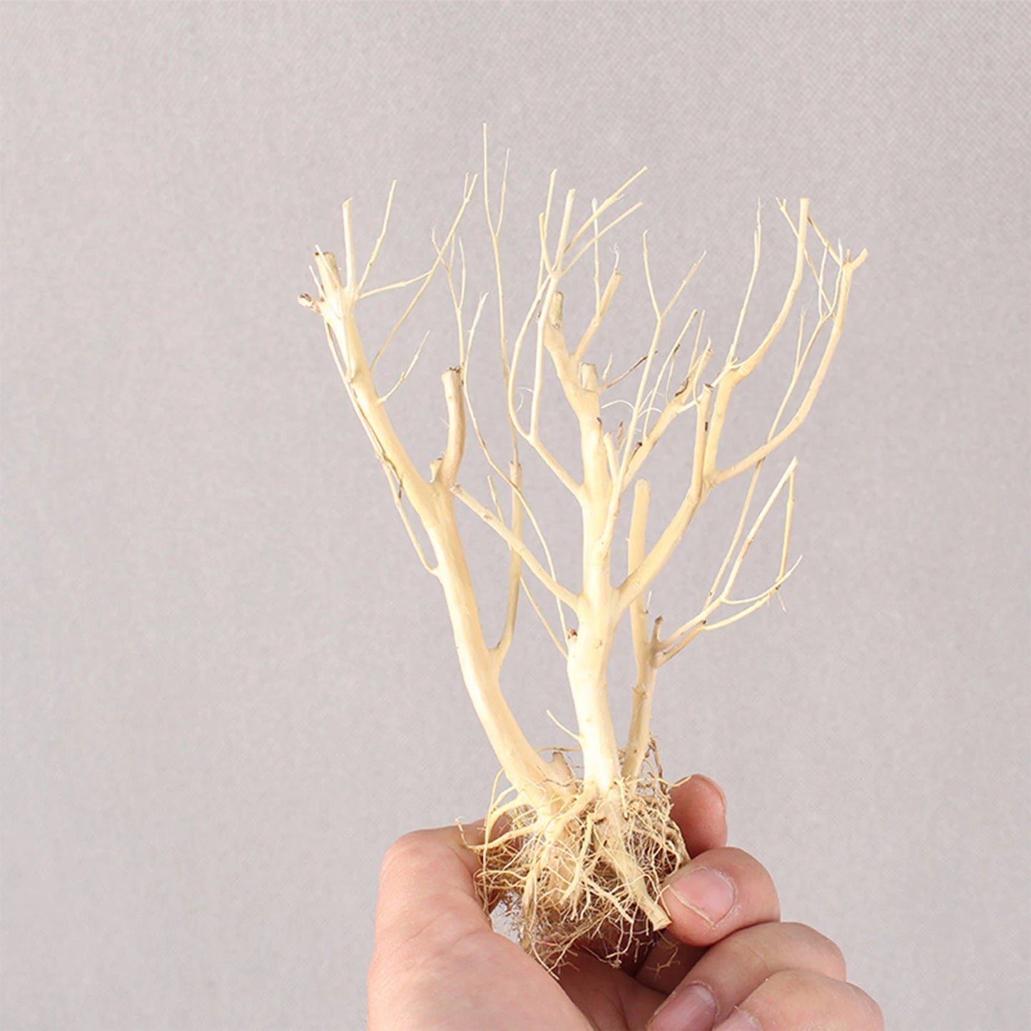 Natural Driftwood Branch — Terrarium Decor & Glass Terrarium Accessory