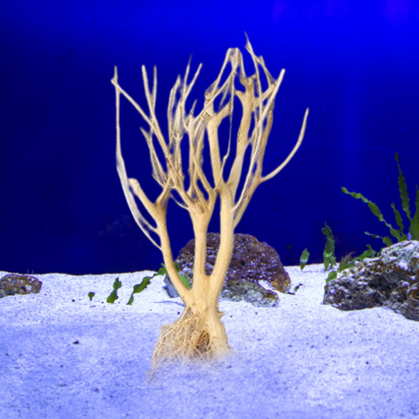 Natural Driftwood Branch — Terrarium Decor & Glass Terrarium Accessory