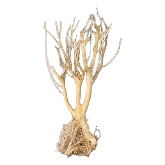 Natural Driftwood Branch for Aquarium & Terrarium — Freshwater Reptile Wood Ornament