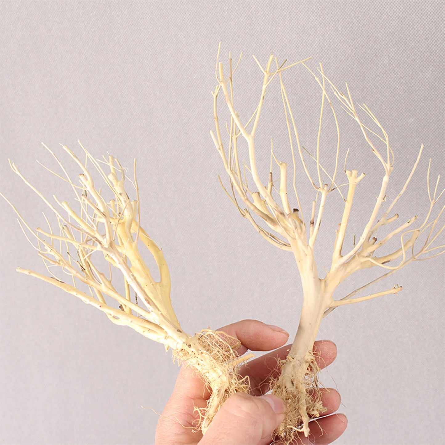 Natural Driftwood Branch — Terrarium Decor & Glass Terrarium Accessory