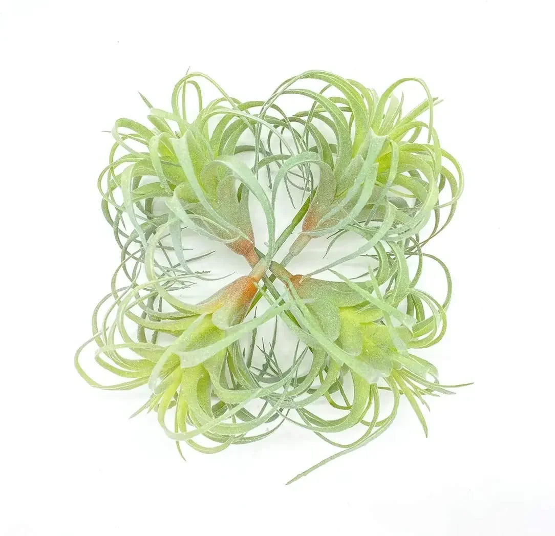 Artificial Air Plants 4 Pack — Faux Tillandsia for Glass Terrarium Decor
