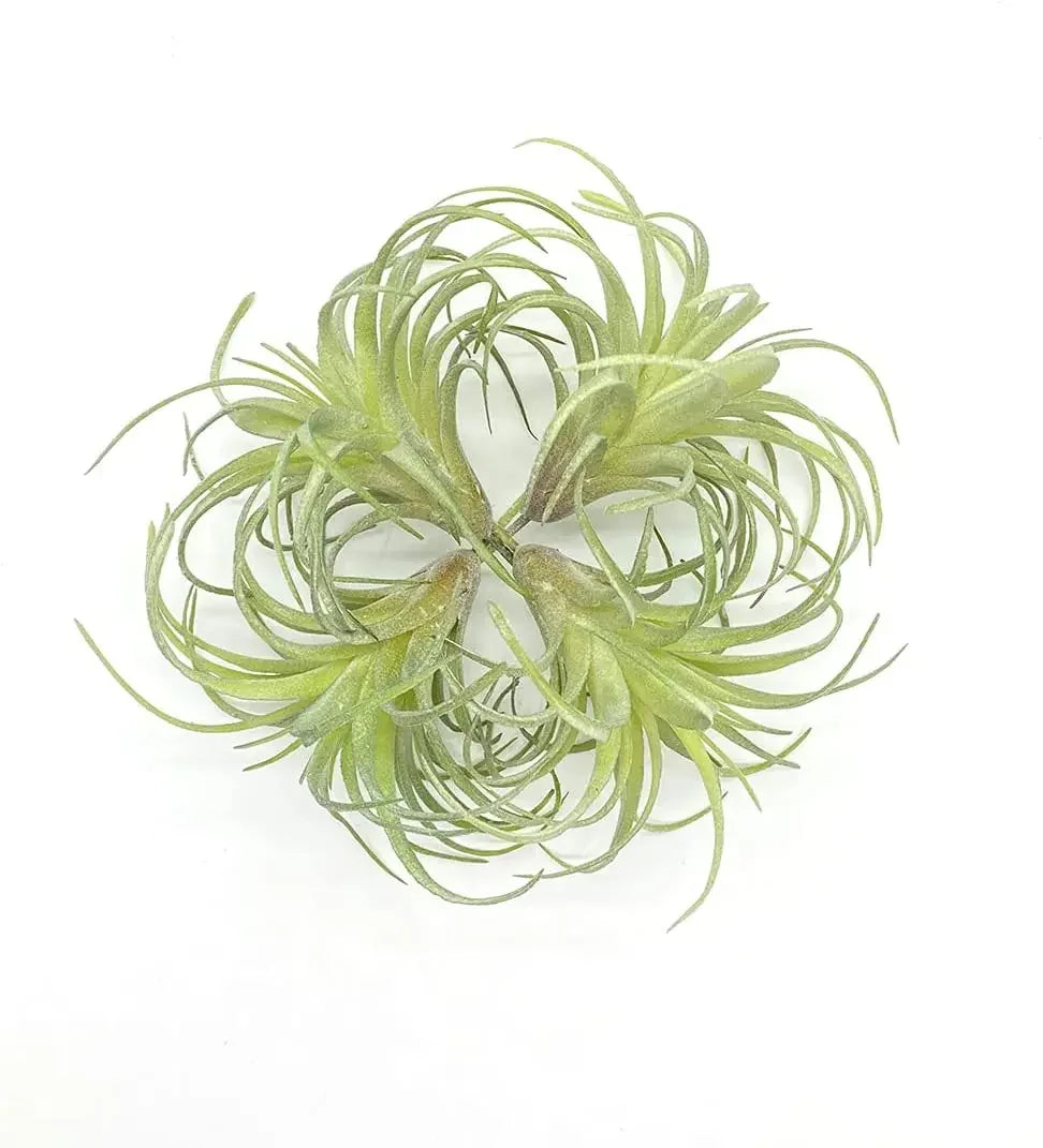 Artificial Air Plants 4 Pack — Faux Tillandsia for Glass Terrarium Decor