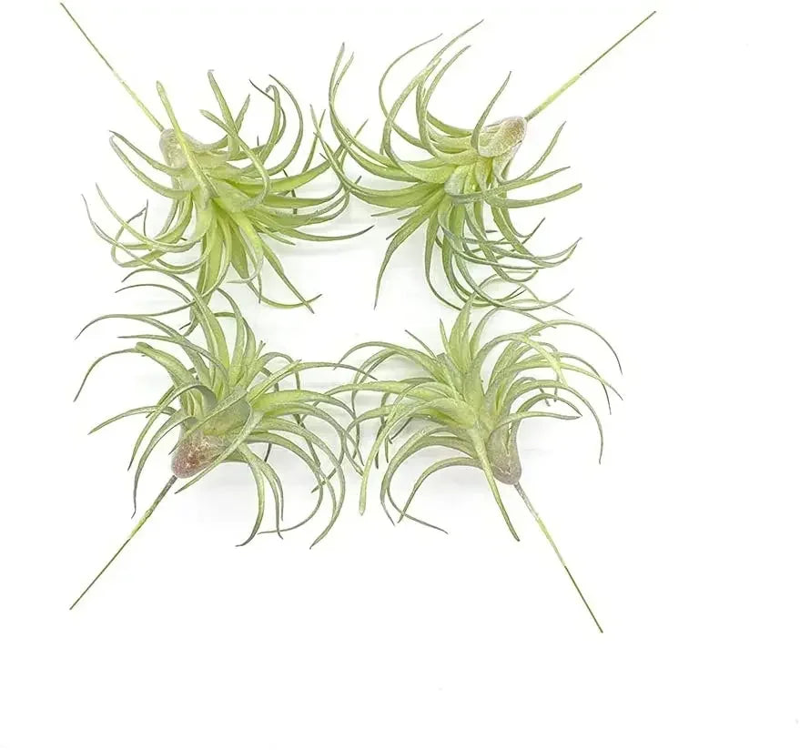Artificial Air Plants 4 Pack — Faux Tillandsia for Glass Terrarium Decor