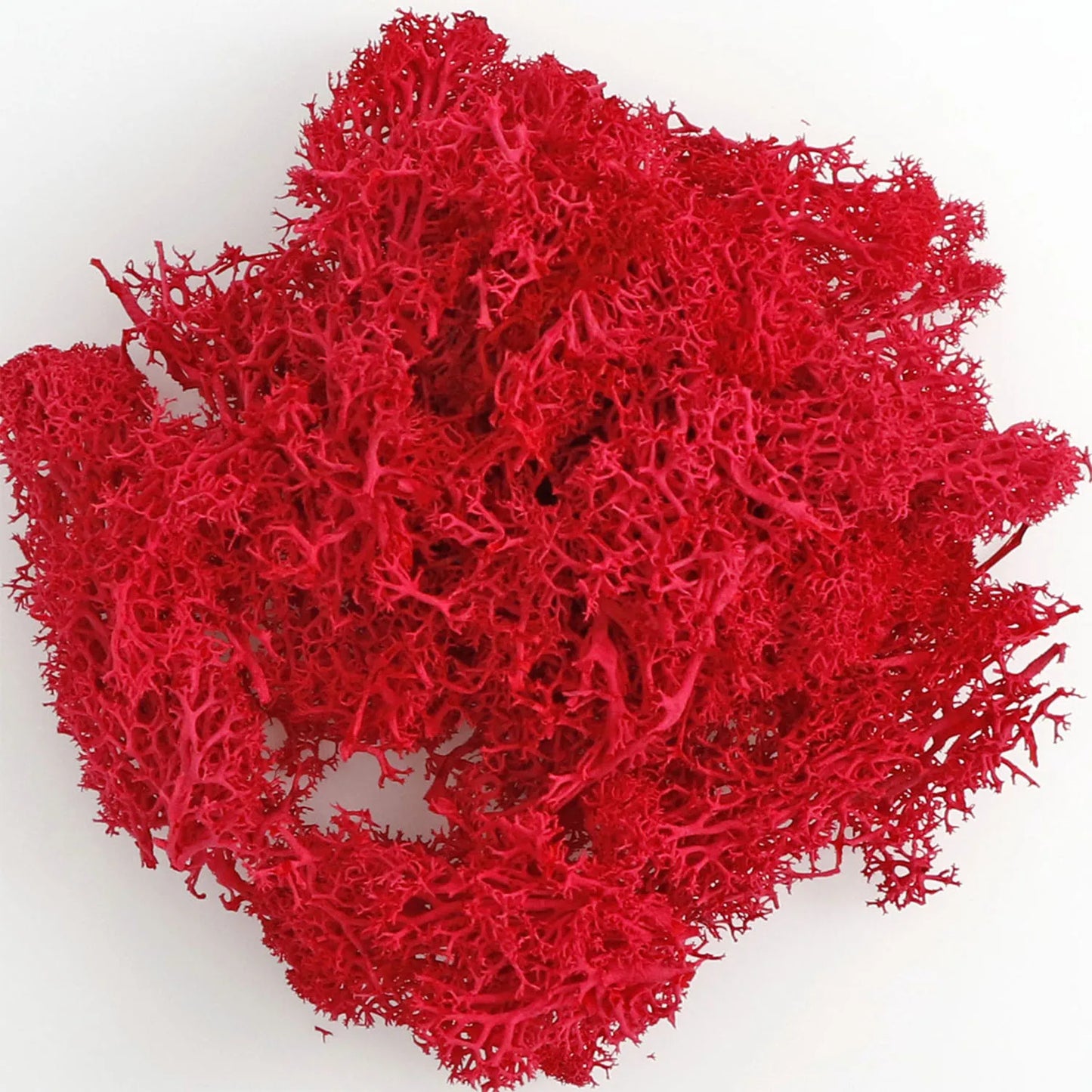 Eternal Life Moss for Terrarium — Artificial Green Plants DIY Crafts Mini Landscape (20/40/100g)