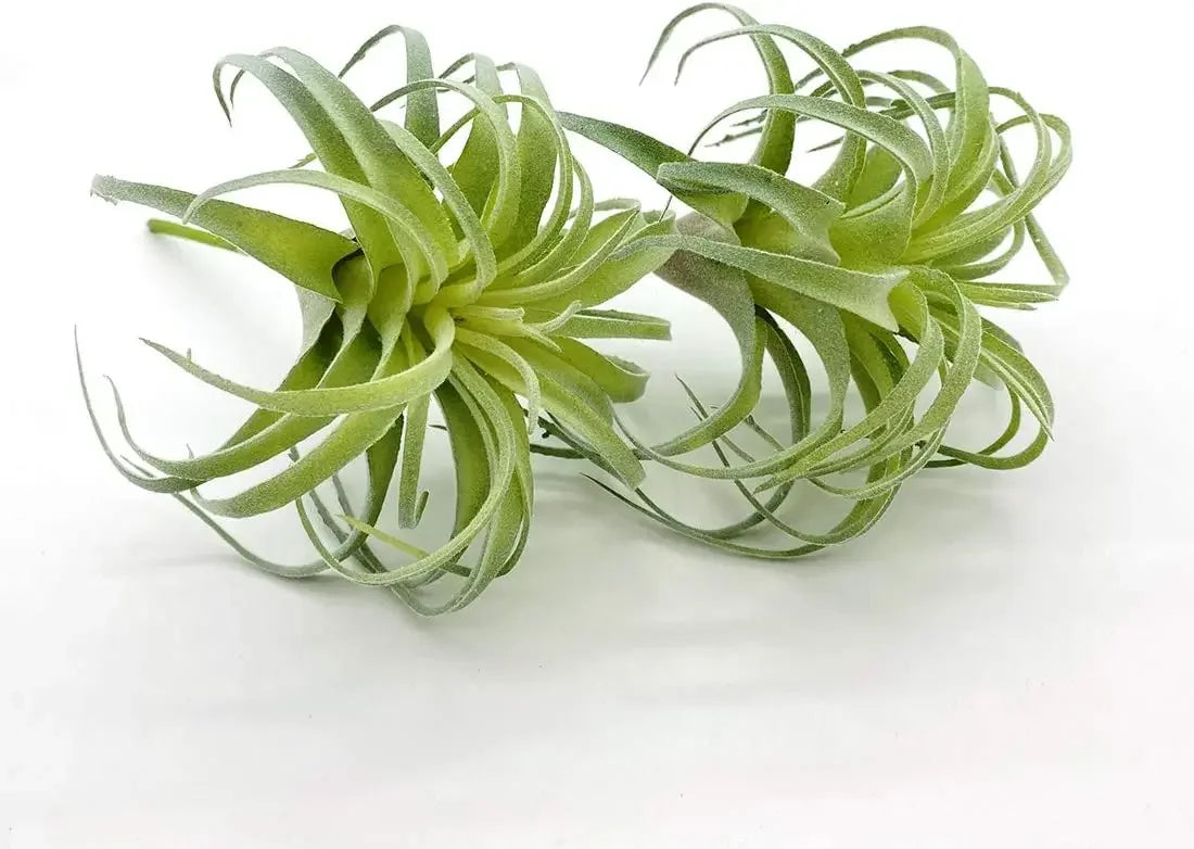 Artificial Air Plants 4 Pack — Faux Tillandsia for Glass Terrarium Decor