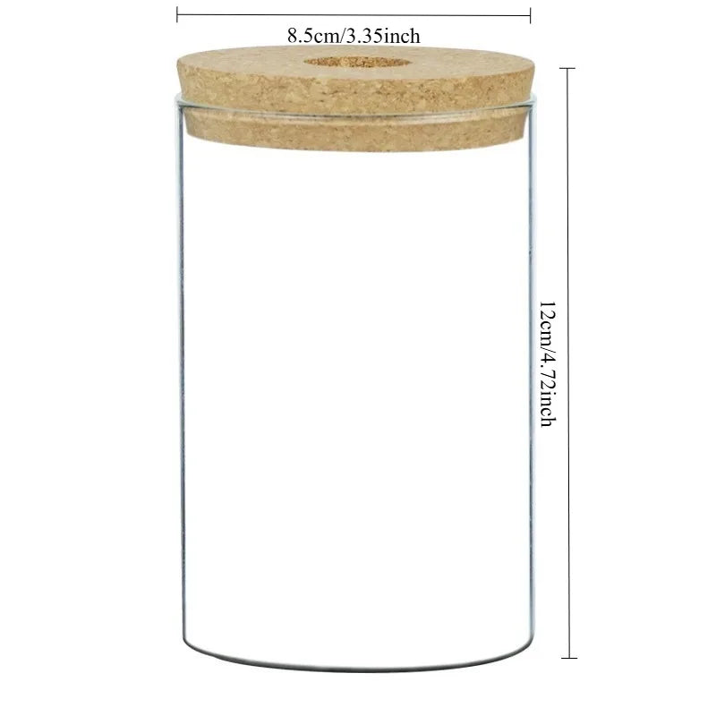 Transparent Hydroponic Flower Pot — Creative Mini Terrarium Glass Vase for Soilless Green Plants