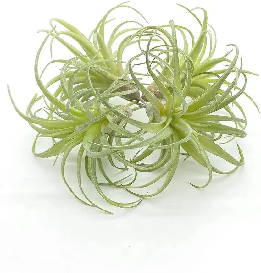 Artificial Air Plants 4 Pack — Faux Tillandsia for Glass Terrarium Decor