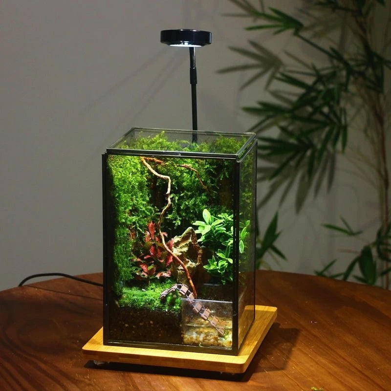 Miniature Rainforest Glass Terrarium — Polyhedron Geometric Terrarium Gift