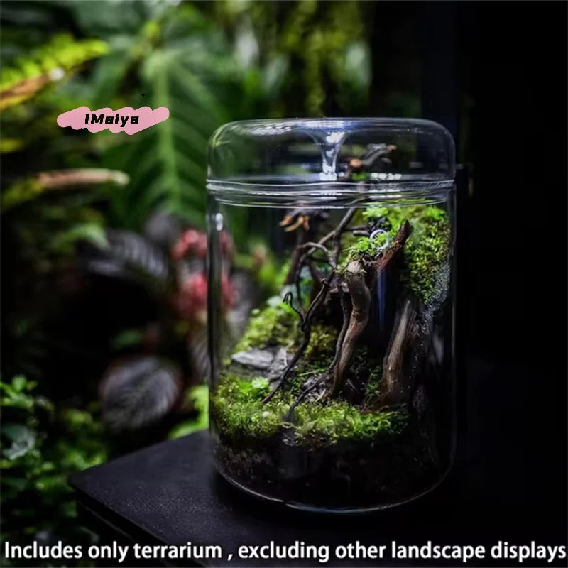 Glass Terrarium Dew Vase — Moss & Succulent Micro Landscape Home Decor