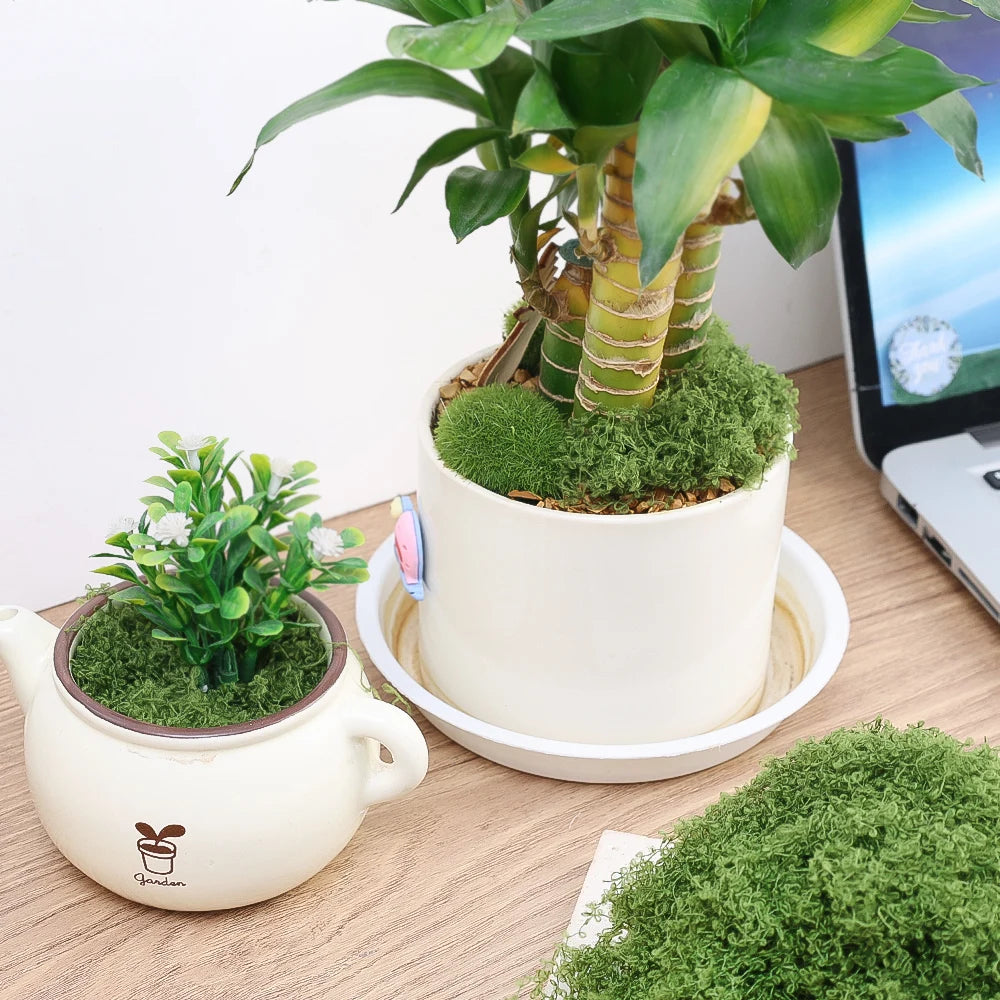 500/30G Artificial Green Plants Eternal Life Moss Mini Landscape Fake Grass DIY Crafts Garden Home Decoration