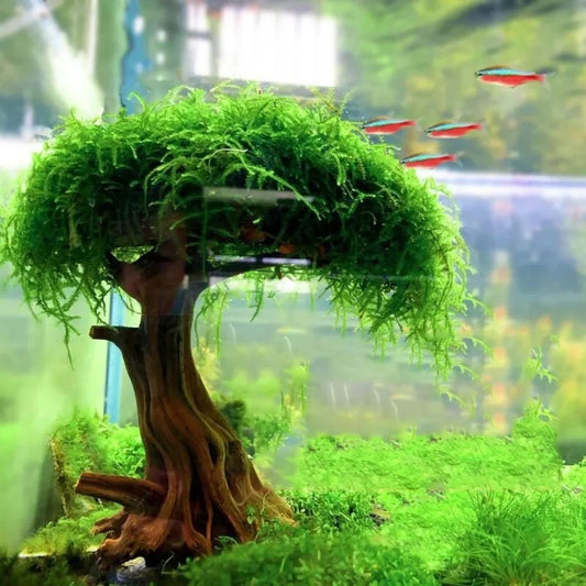 Driftwood Moss Tree for Aquarium & Terrarium — Wood Plant Root Landscaping Decoration