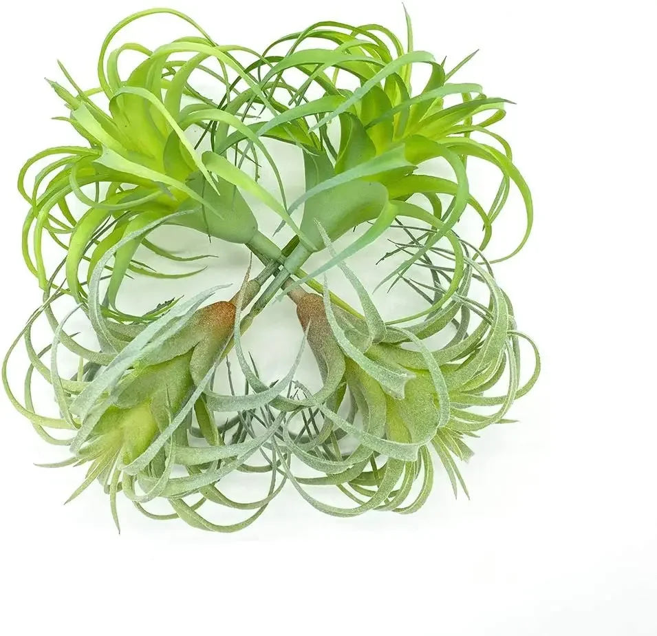 Artificial Air Plants 4 Pack — Faux Tillandsia for Glass Terrarium Decor