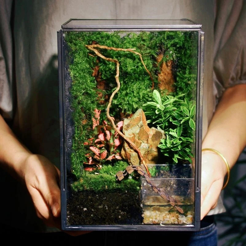 Miniature Rainforest Glass Terrarium — Polyhedron Geometric Terrarium Gift