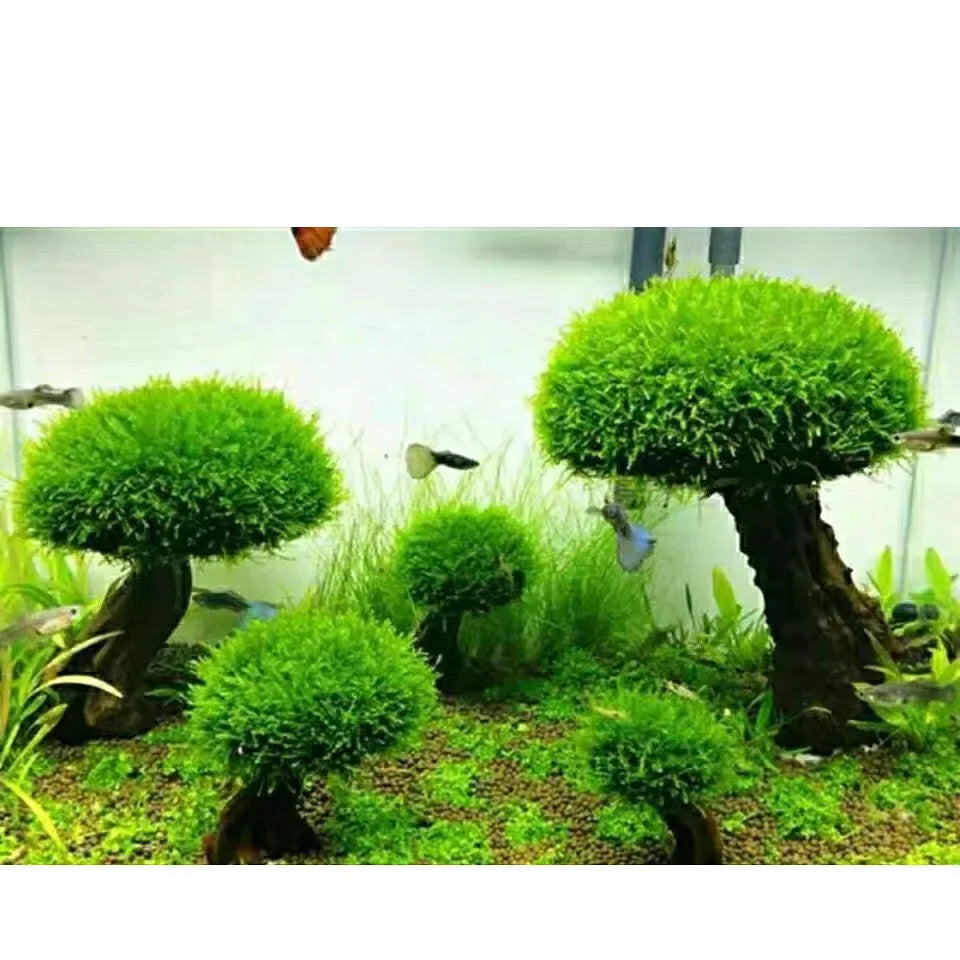 Driftwood Moss Tree for Aquarium & Terrarium — Wood Plant Root Landscaping Decoration