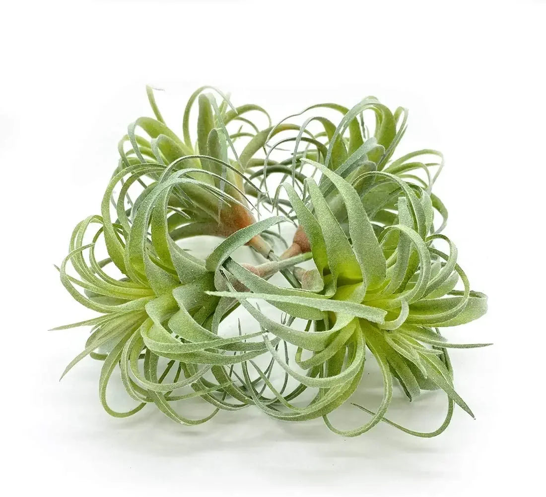Artificial Air Plants 4 Pack — Faux Tillandsia for Glass Terrarium Decor