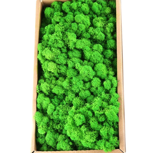 Artificial Green Moss 20g — Eternal Life Grass for Terrarium DIY Crafts & Home Decor