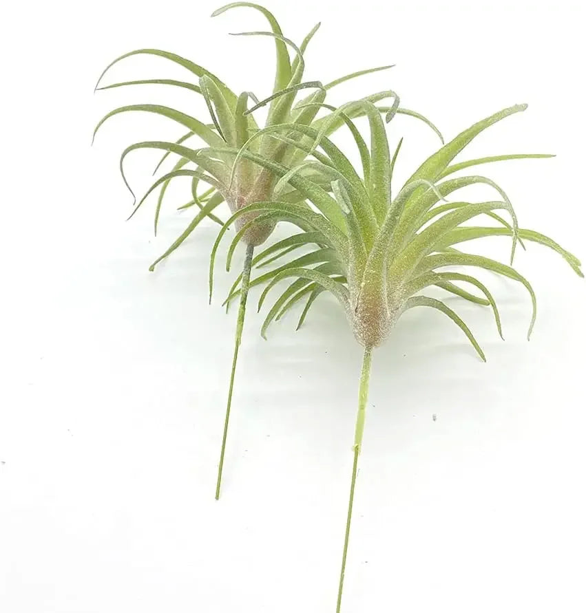 Artificial Air Plants 4 Pack — Faux Tillandsia for Glass Terrarium Decor