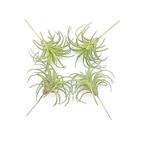 Artificial Air Plants 4 Pack — Faux Tillandsia for Glass Terrarium Decor
