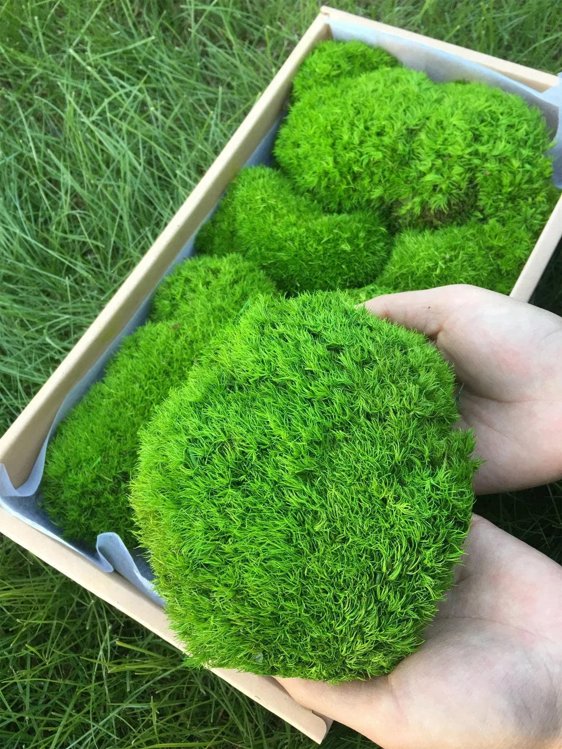 Artificial Moss Plants for Terrarium — Eternal Life Grass DIY Mini Landscape (20/40/100g)
