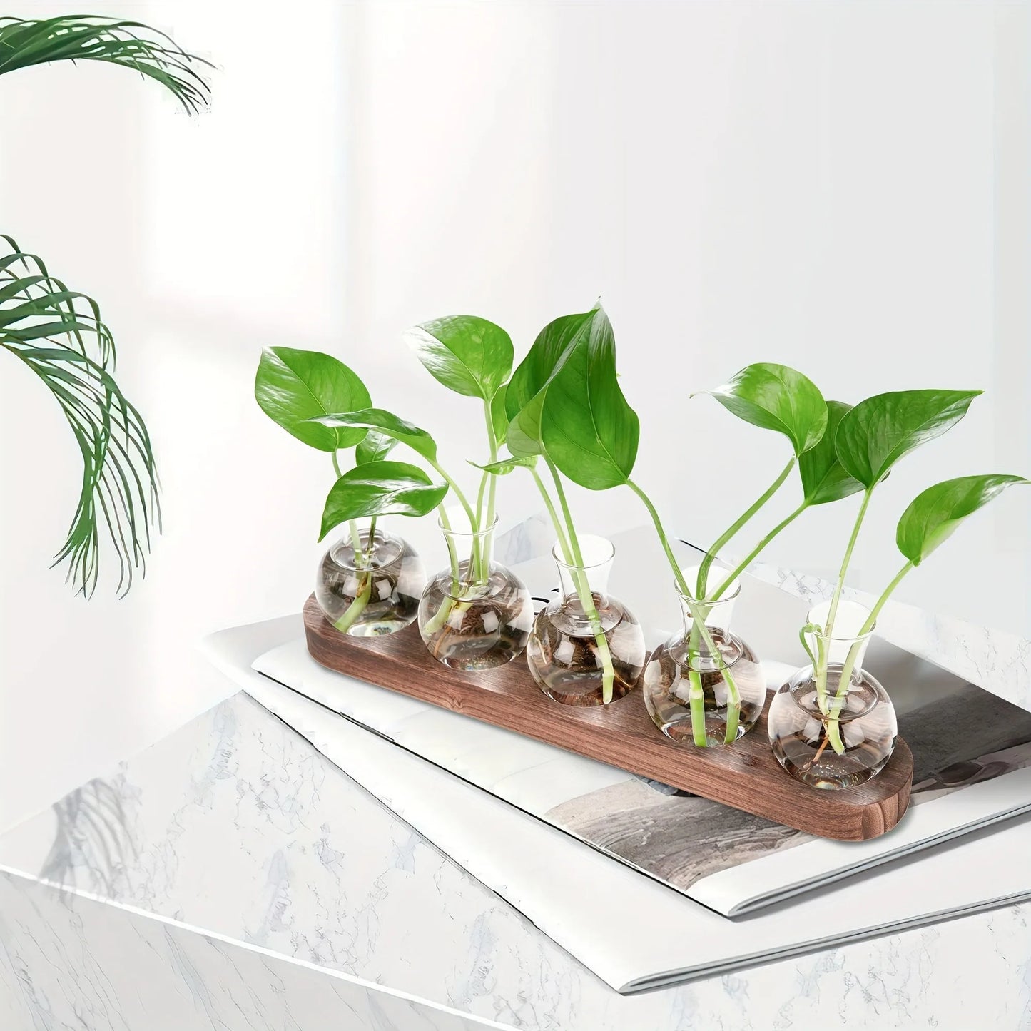 Modern Glass Plant Terrarium with Wooden Tray — Hydroponic Vase for Indoor Propagation Station & Office Decor