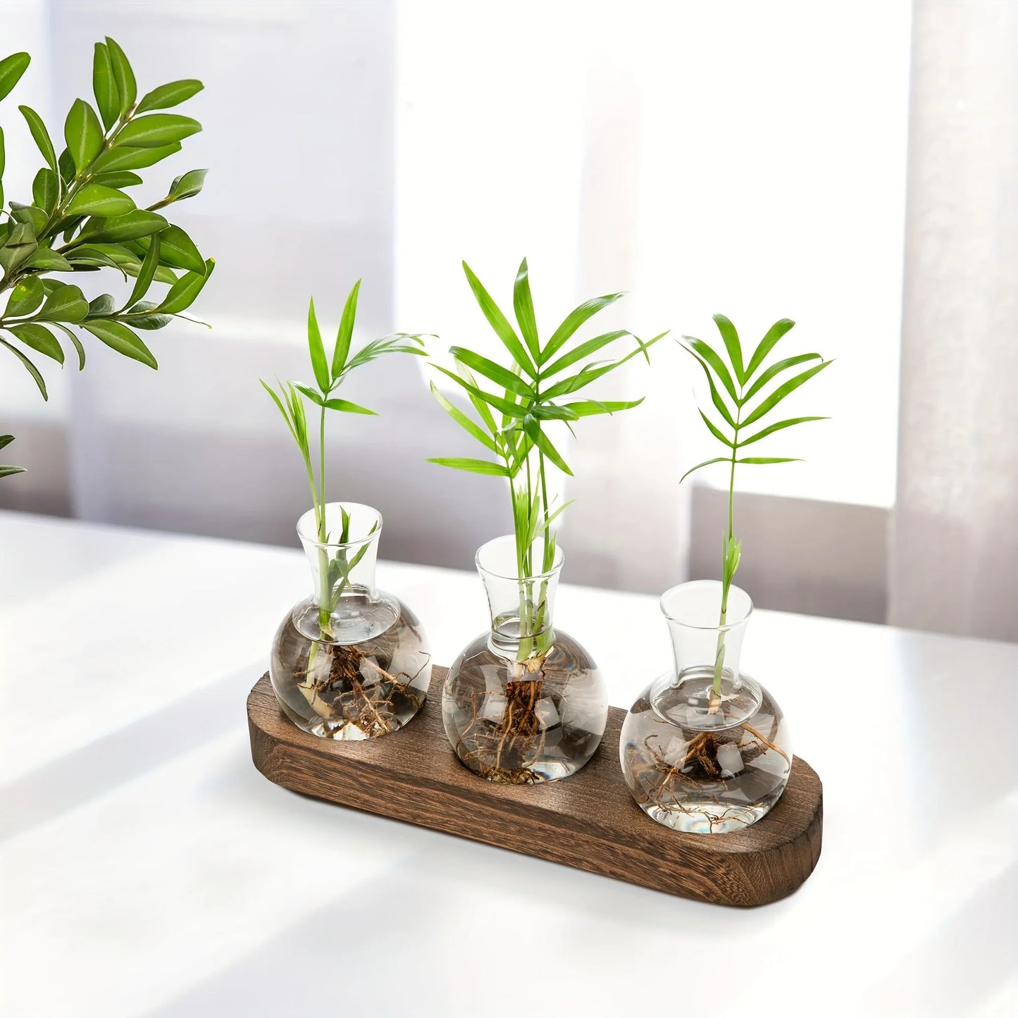 Modern Glass Plant Terrarium with Wooden Tray — Hydroponic Vase for Indoor Propagation Station & Office Decor