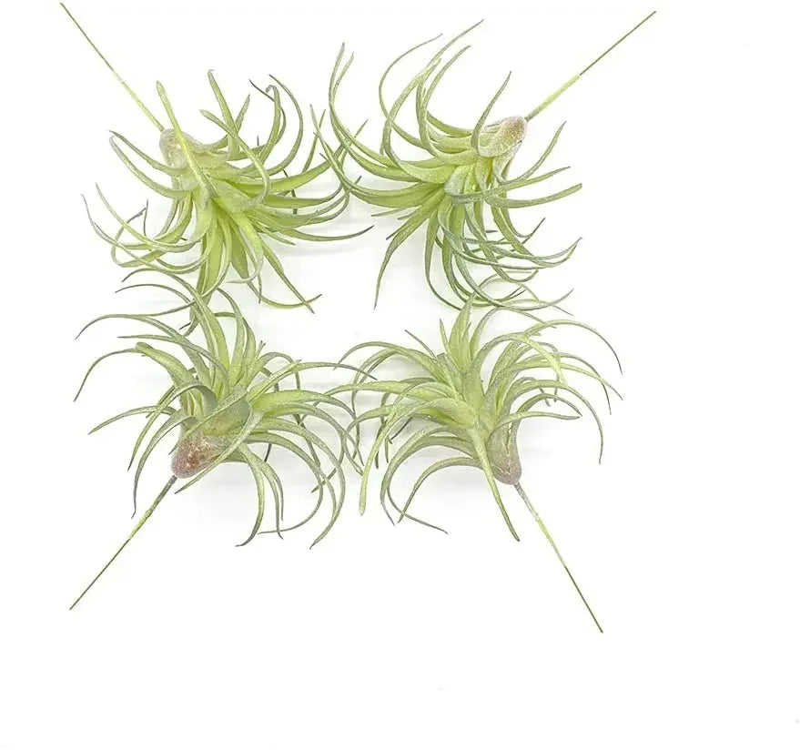 Artificial Air Plants 4 Pack — Faux Tillandsia for Glass Terrarium Decor