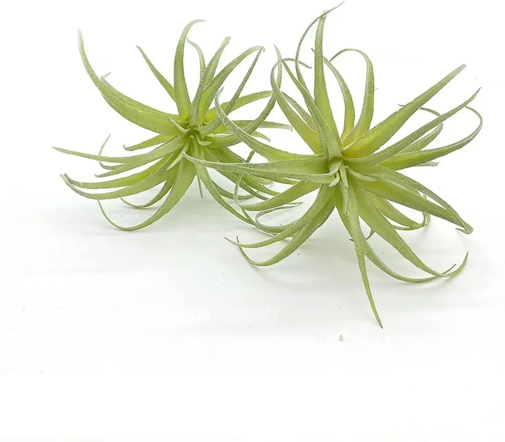 Artificial Air Plants 4 Pack — Faux Tillandsia for Glass Terrarium Decor