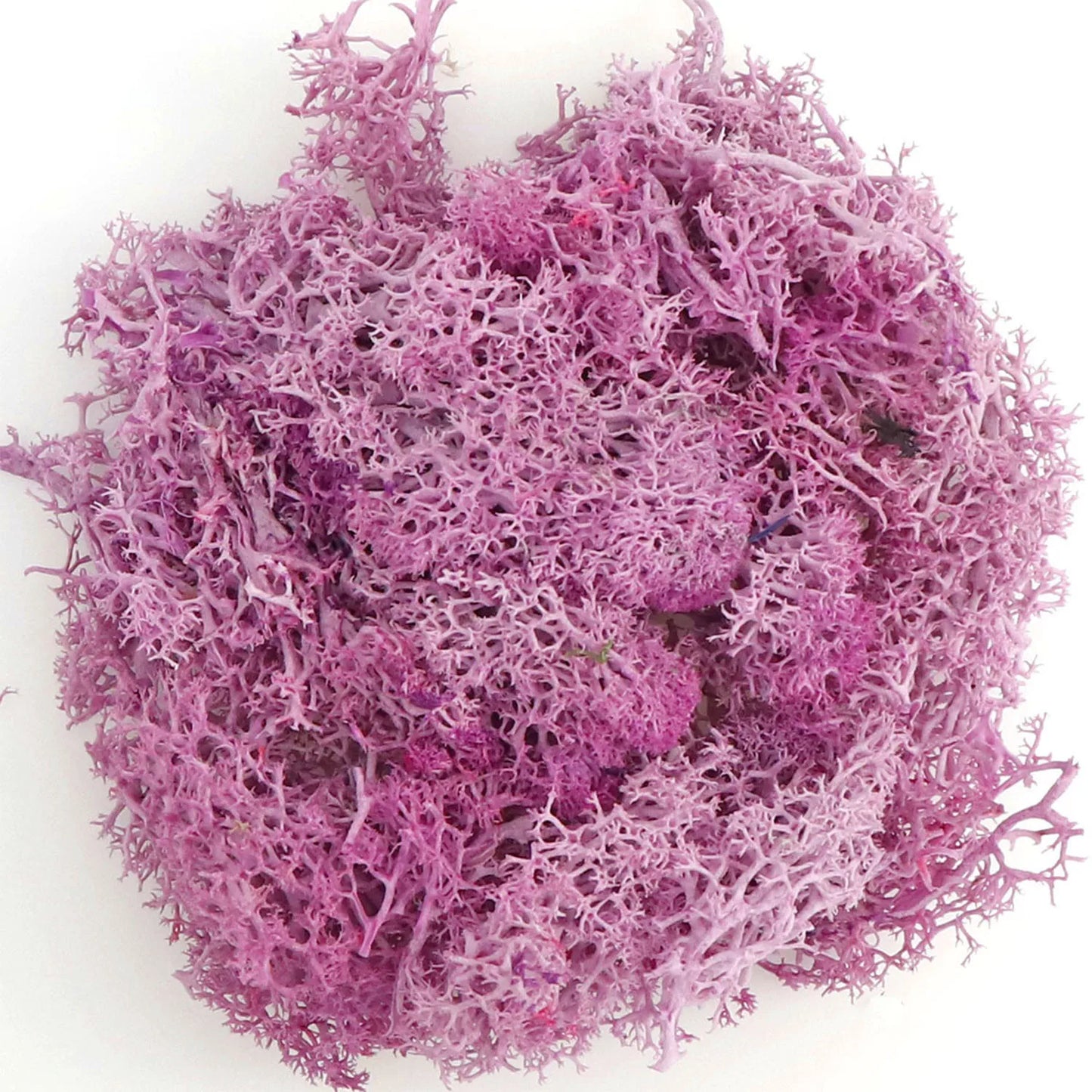 Eternal Life Moss for Terrarium — Artificial Green Plants DIY Crafts Mini Landscape (20/40/100g)