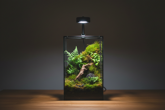 The Desktop Sanctuary — Moss Terrarium Starter Kit